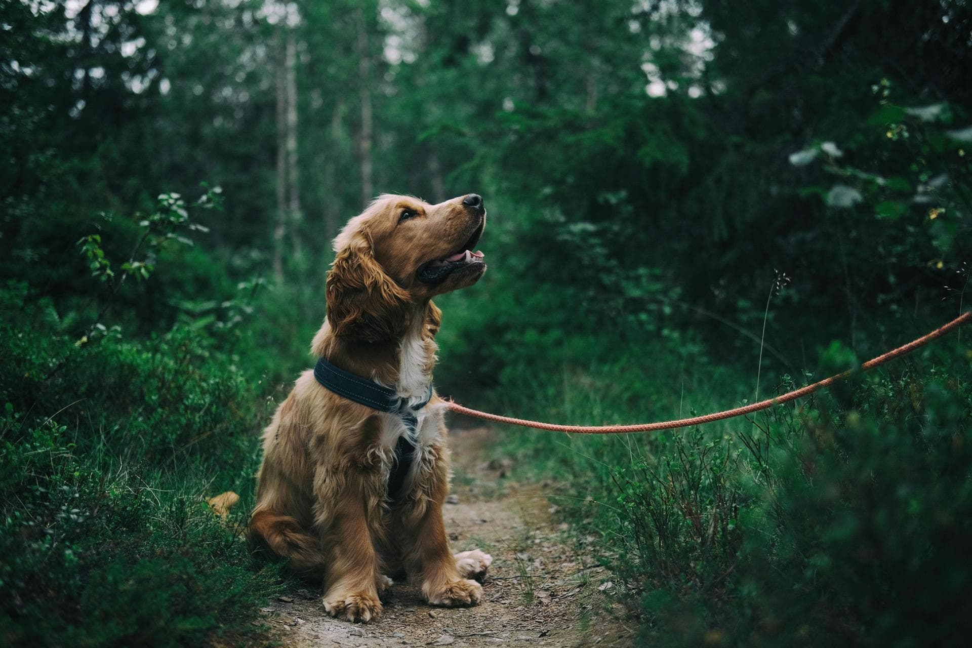 Vet Prices in West London